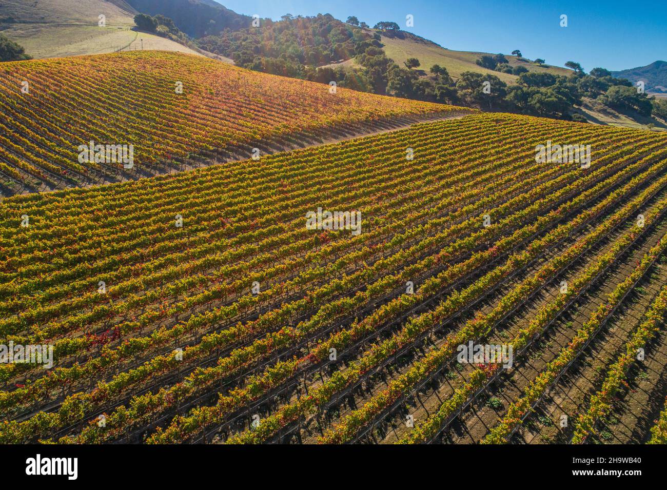 Luftaufnahme des Herbstweinbergs entlang der Santa Rosa Road im Santa Ynez Valley, Kalifornien Stockfoto
