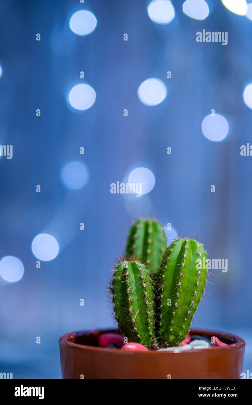 Schöner Cereus Kaktus im Tontopf mit blauem Bokeh-Licht Stockfoto