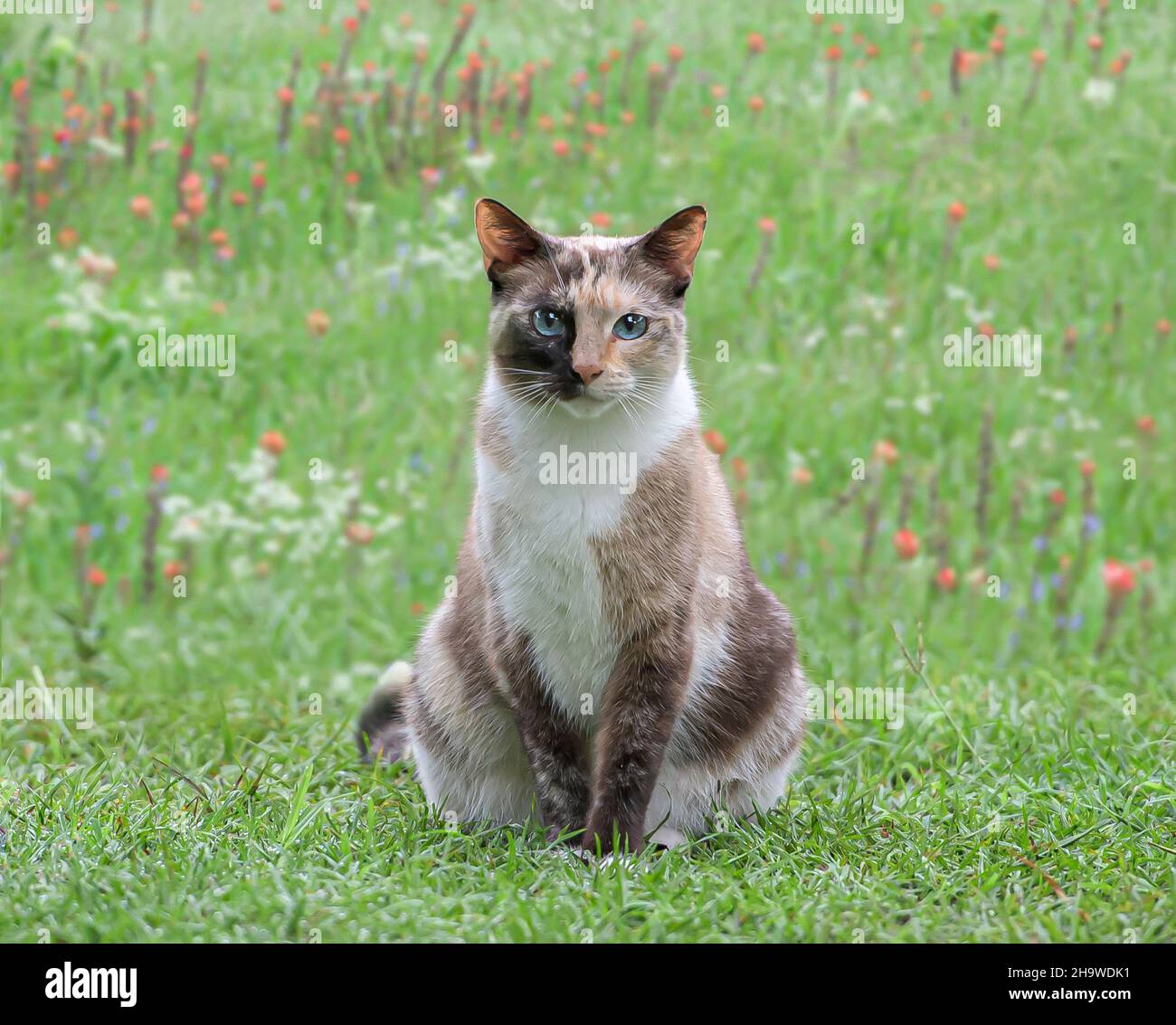 Feral calico Stallkatze im Gras und Wildblumen. Stockfoto