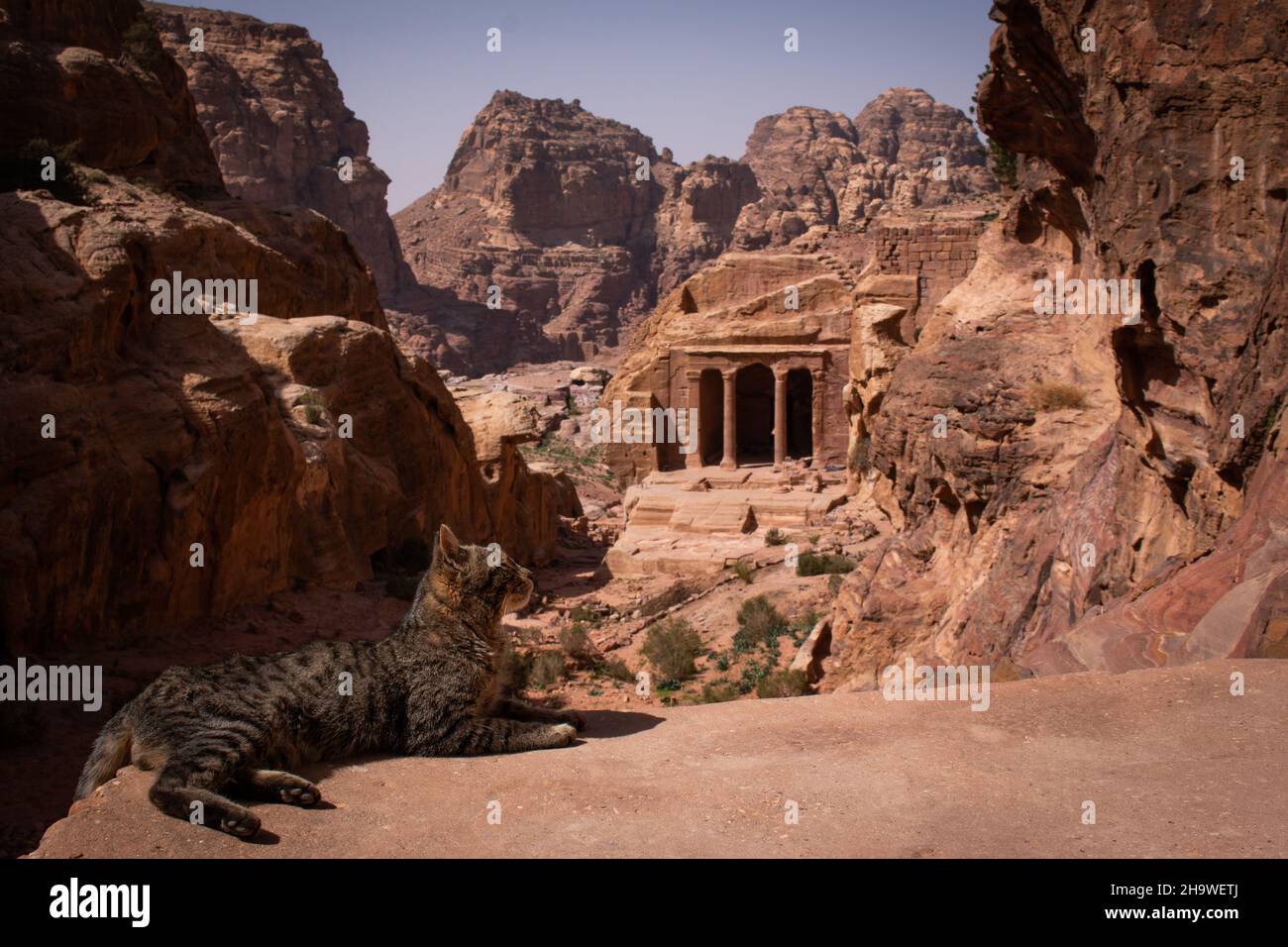 Eine Katze in Petra mit dem alten Gartentempel als Hintergrund, Jordanien, April Stockfoto