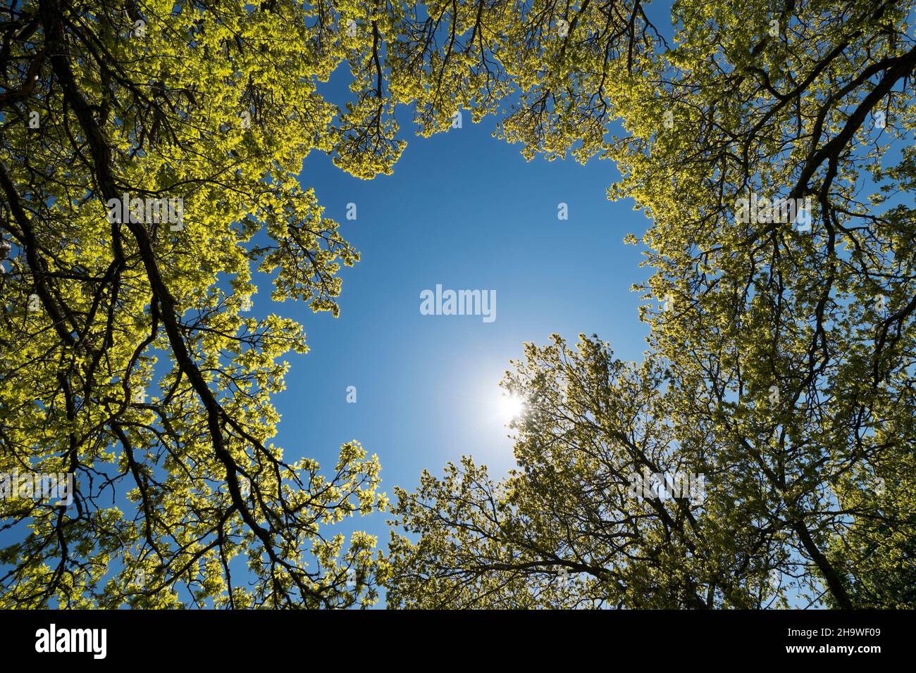 Strahlende Sonne durch eine Eiche Stockfoto