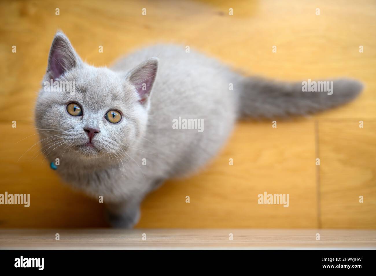 Freche Kätzchen, die auf Holzboden sitzen und nach oben schauen, lilafarbene britische Kurzhaarkatze, Blick von oben Fokus auf Kopf und Gesicht der Katze. Stockfoto