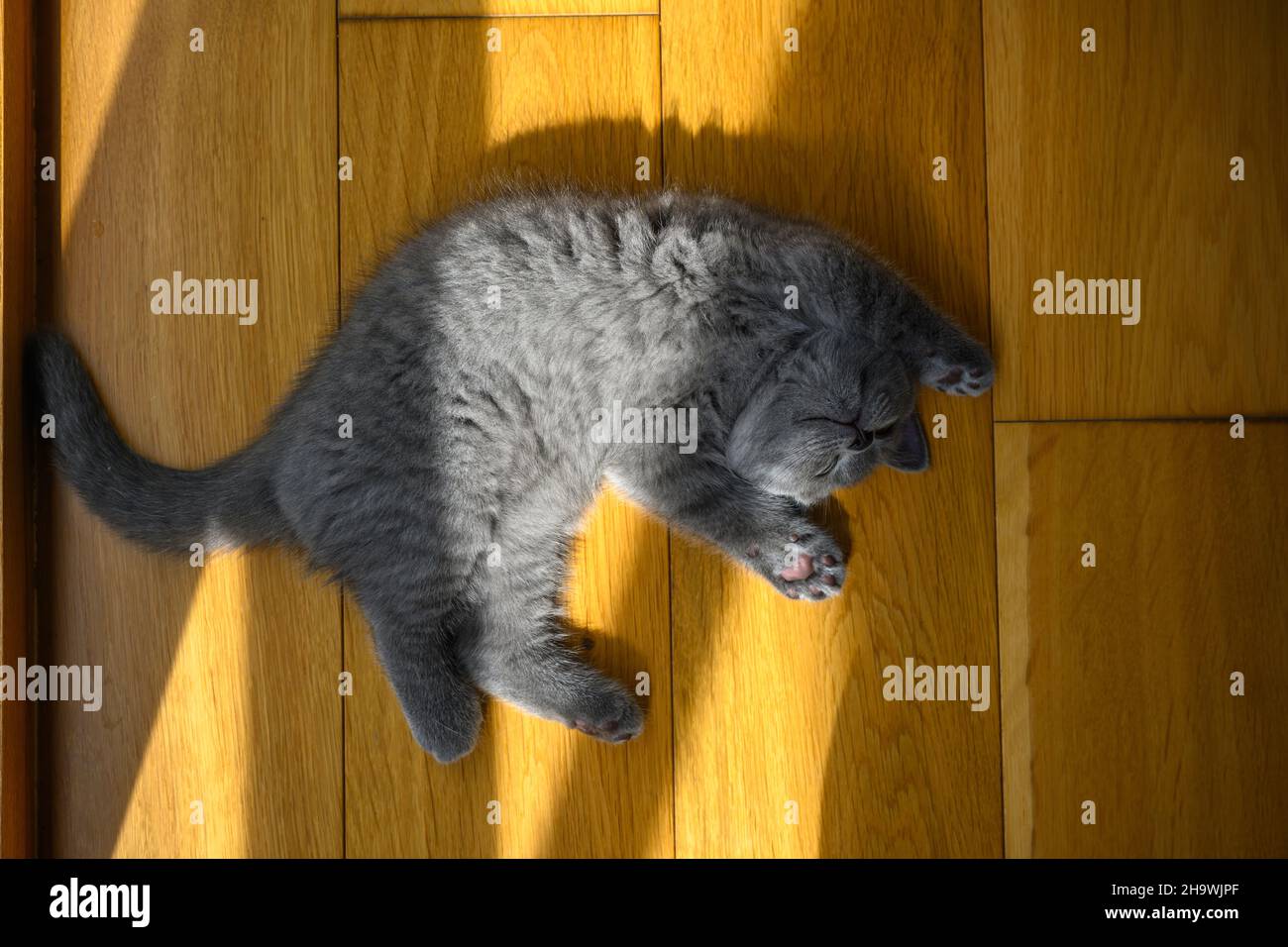 Das Kätzchen schläft in Rückenlage mit den Händen nach oben. Sehr witzige und niedliche Pose, eine blaue britische Kurzhaar-Katze, die auf einem Holzboden im Zimmer liegt Stockfoto