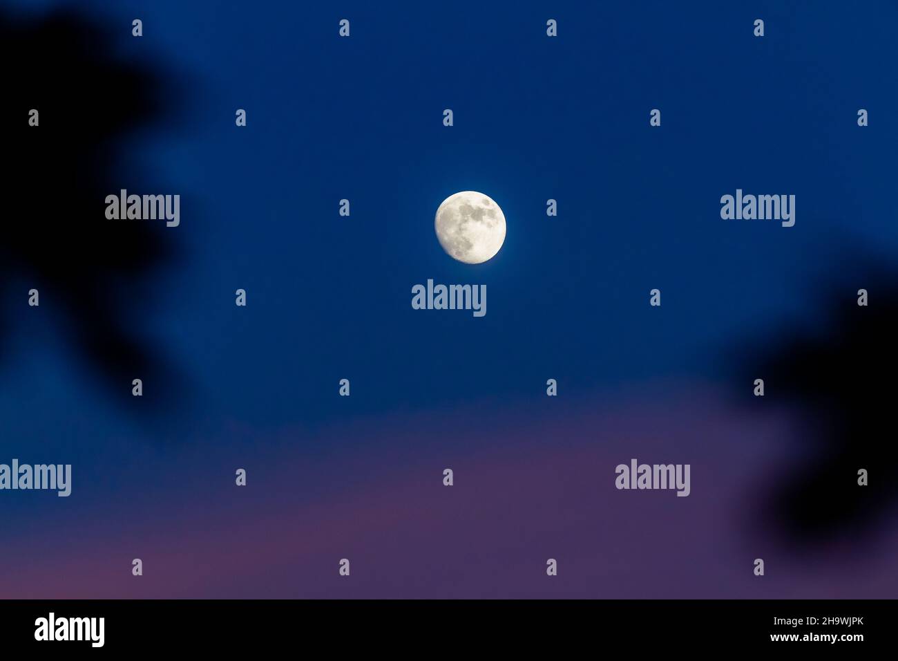 Juli Mond in der Abenddämmerung eingerahmt von Ästen Stockfoto