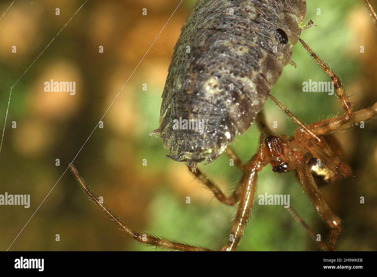 Webspinne, die ein Waldhaus fängt Stockfoto