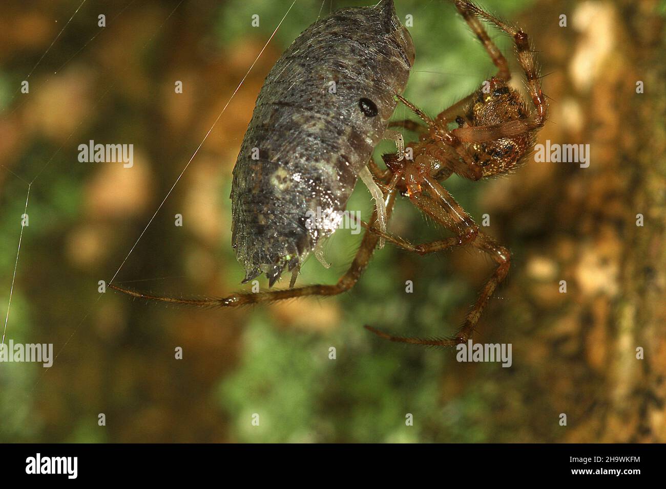 Webspinne, die ein Waldhaus fängt Stockfoto