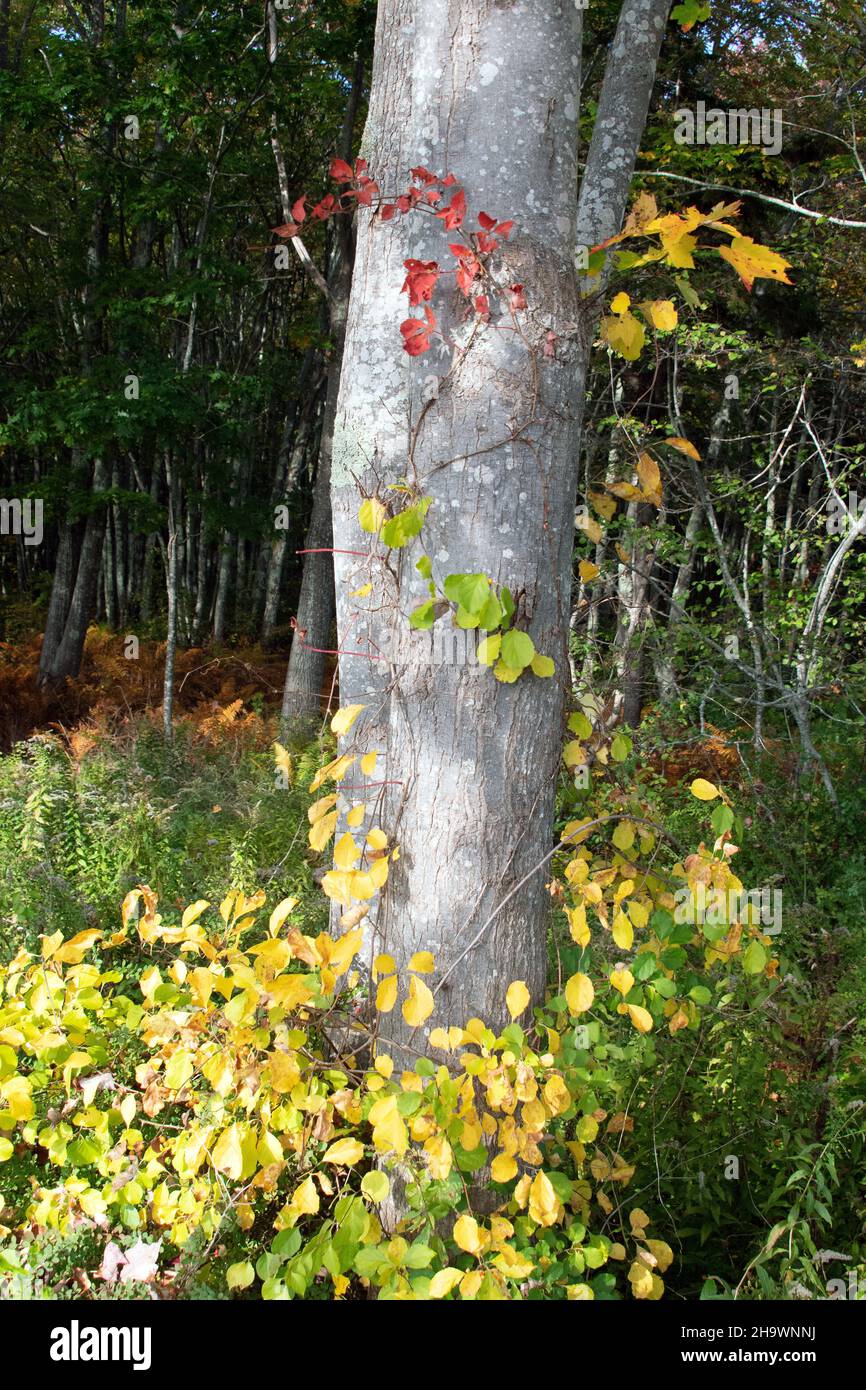 Herbstfarbe in einem Laubwald Stockfoto