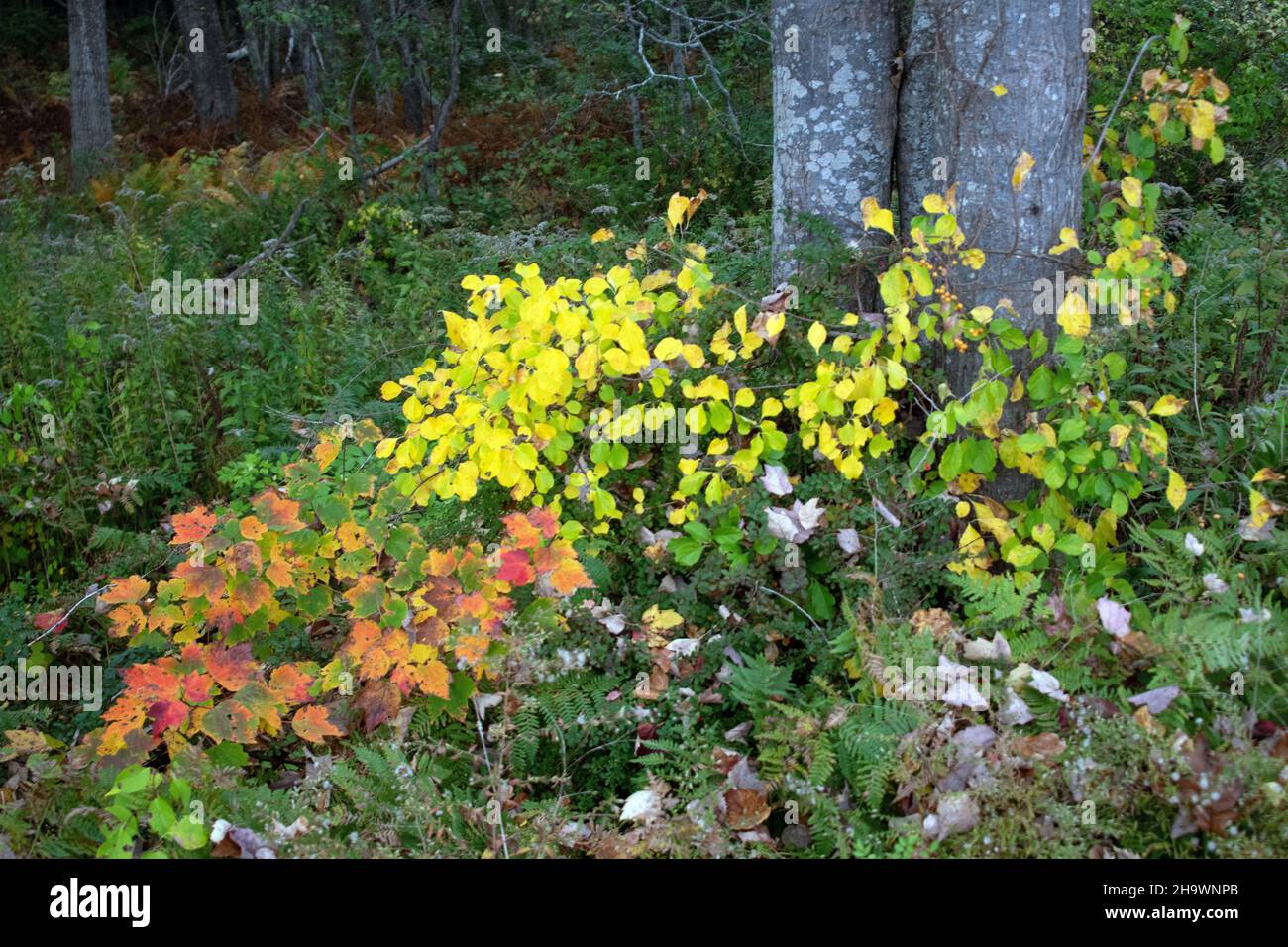 Herbstfarbe in einem Laubwald Stockfoto
