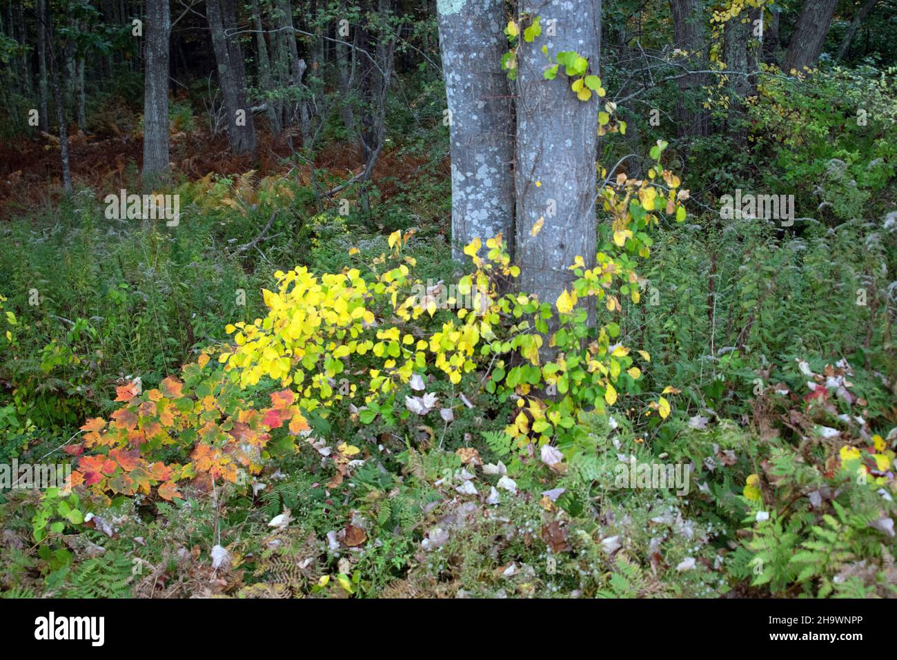 Herbstfarbe in einem Laubwald Stockfoto