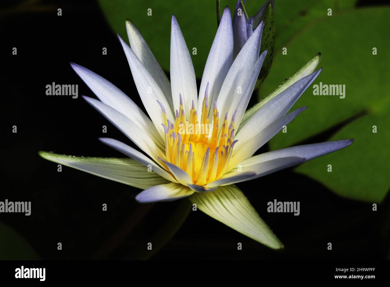 Blue Nile Seerose im Botanischen Garten in Adelaide, Australien Stockfoto