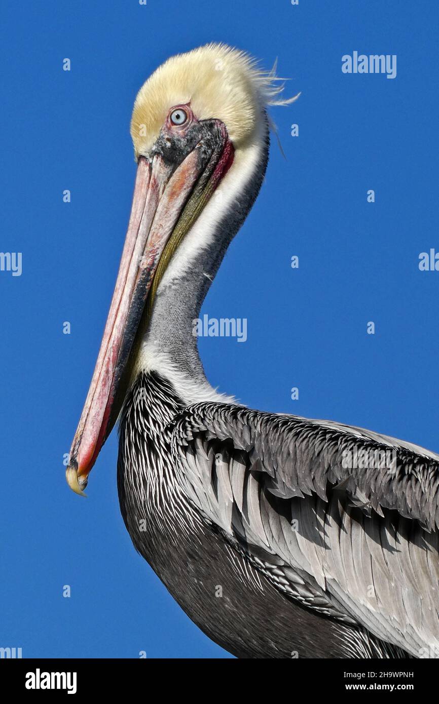 Porträt eines braunen Pelikans, Huntington Beach, Kalifornien Stockfoto
