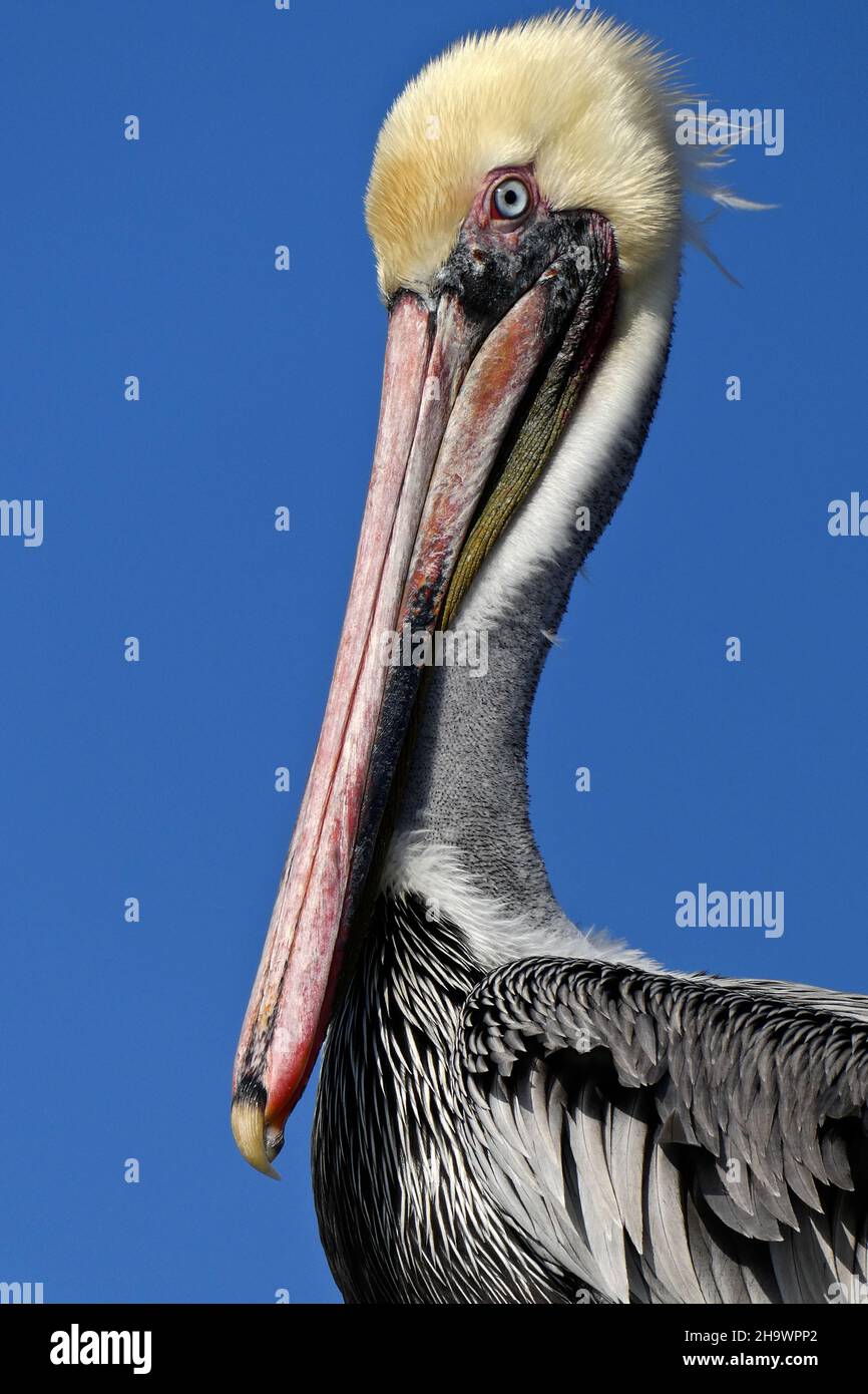 Porträt eines braunen Pelikans, Huntington Beach, Kalifornien Stockfoto
