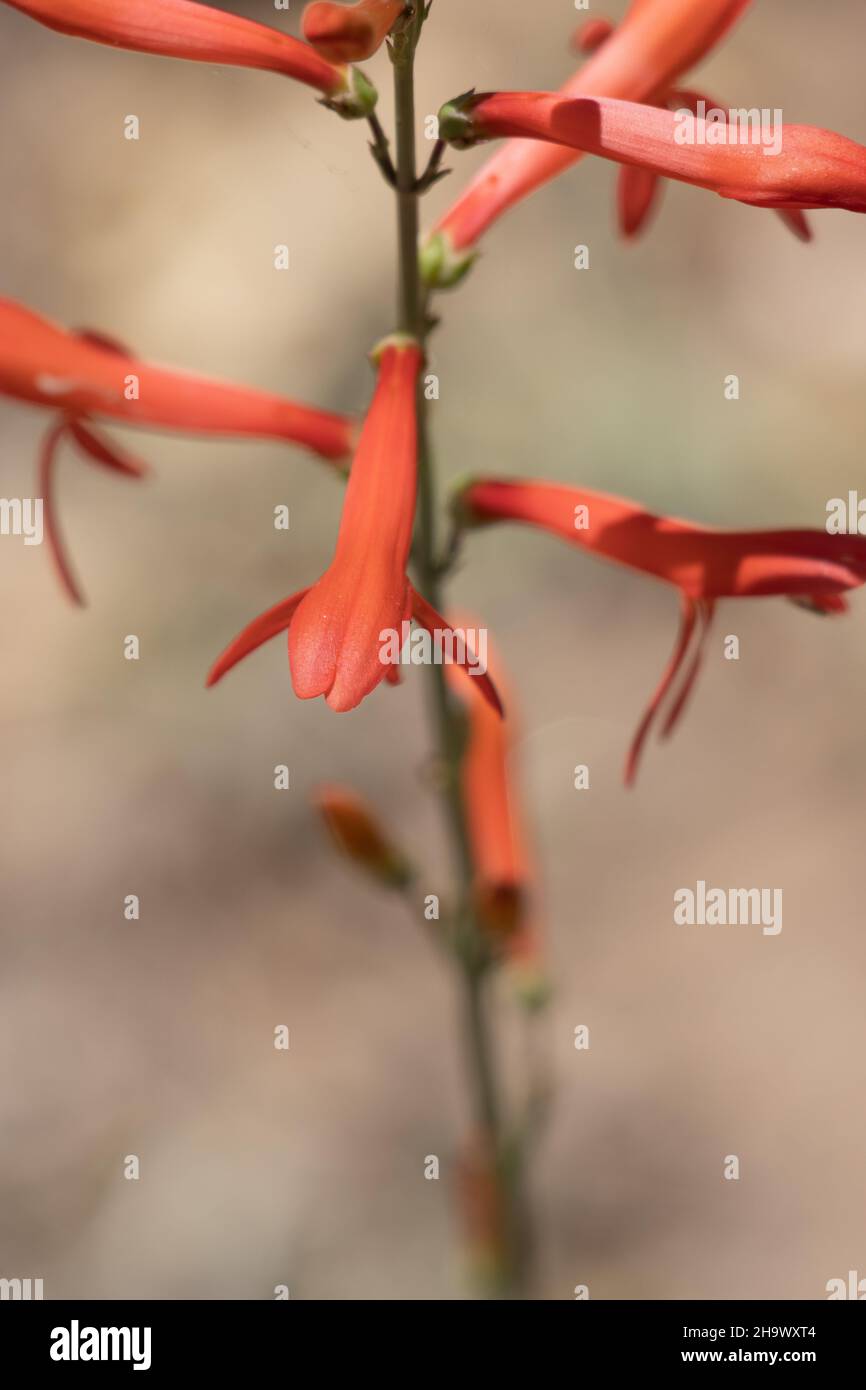 Rote blühende Raufaspe von San Gabriel Nearthread, Penstemon Labrosus, Plantaginaceae, einheimische mehrjährige Pflanze in den San Bernardino Mountains, Sommer. Stockfoto