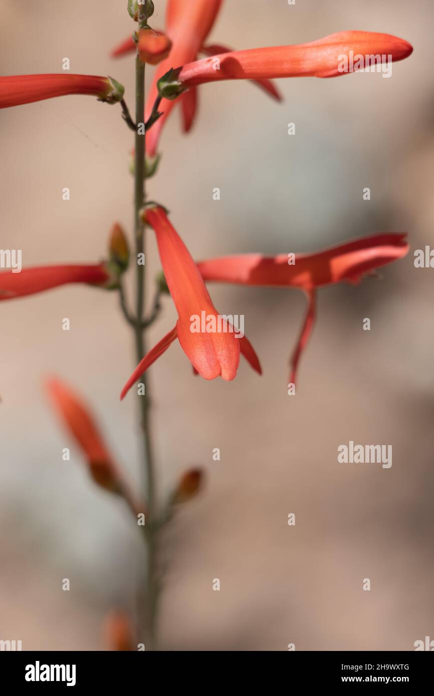 Rote blühende Raufaspe von San Gabriel Nearthread, Penstemon Labrosus, Plantaginaceae, einheimische mehrjährige Pflanze in den San Bernardino Mountains, Sommer. Stockfoto