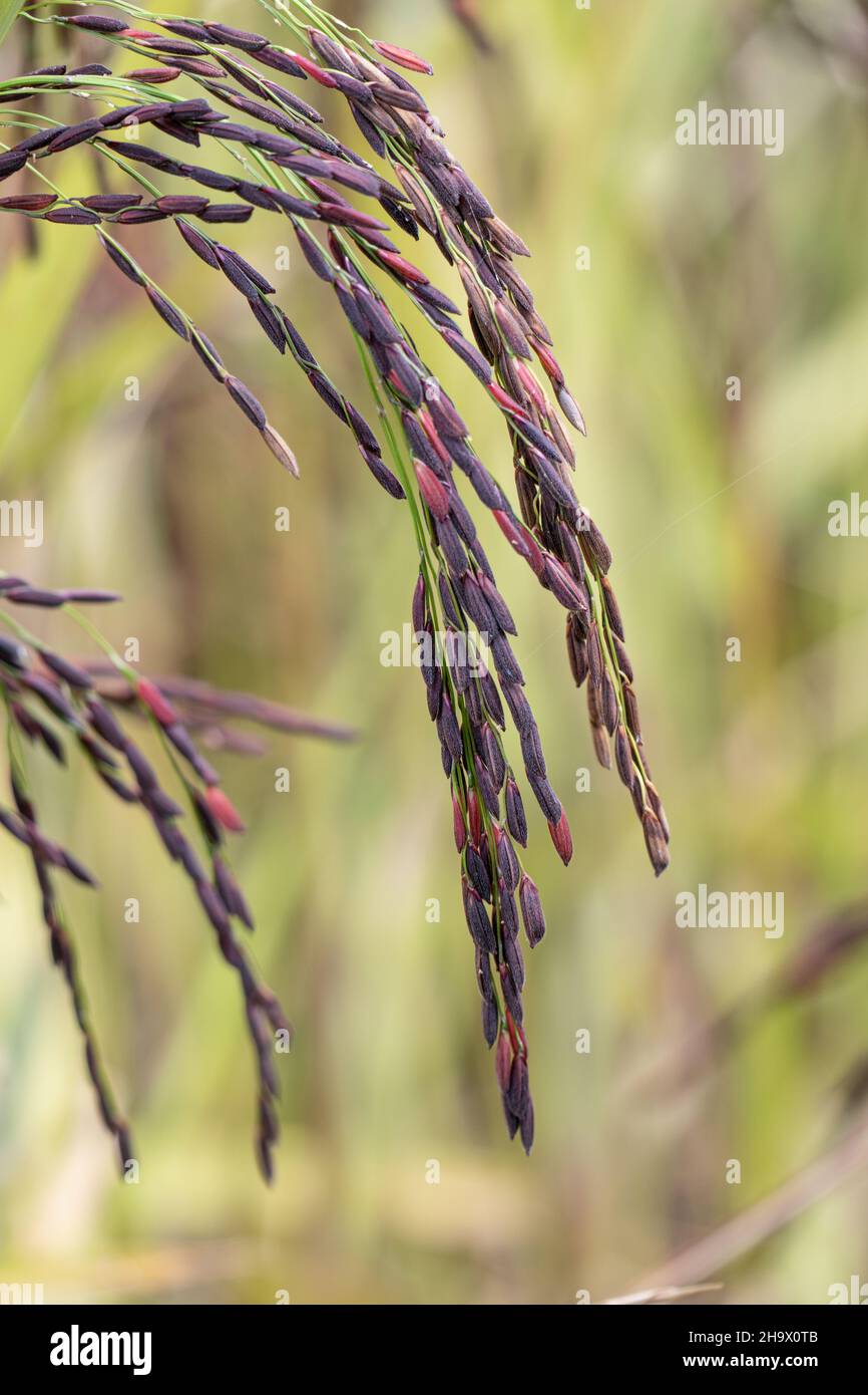 Schwarze Reissamen im Feld (rückstandsfrei von Pestiziden). Stockfoto