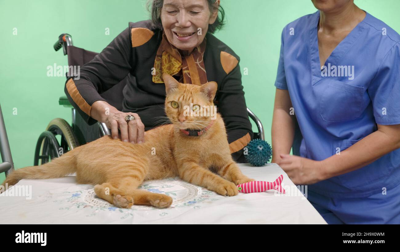 Pets Therapy hilft Demenz älteren Menschen auf Chroma Key Hintergrund. Stockfoto