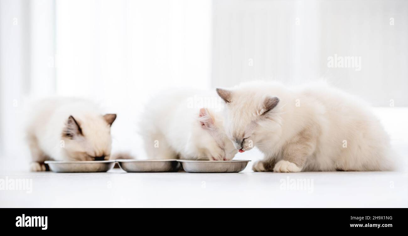 Ragdoll-Katzen im hellen Raum Stockfoto