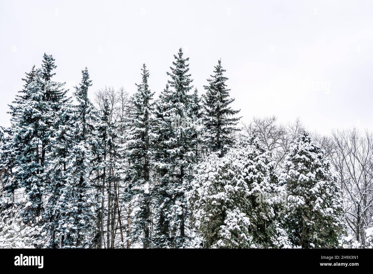 Verschneiten Wald im Winter. Winterlandschaft mit Tannen im Sonnenlicht in Kanada oder den USA. Hochwertige Fotos Stockfoto