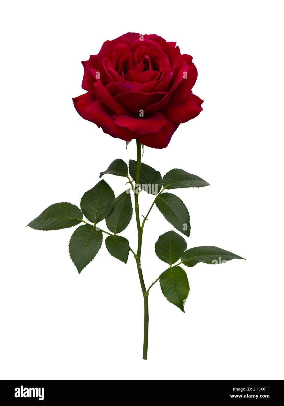 Dunkelrote Rose mit grünen Blättern Stockfoto