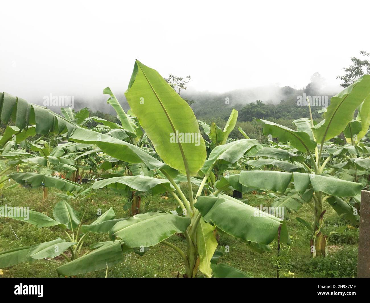 Eine Namwa Bananenplantage in Thailand. Stockfoto