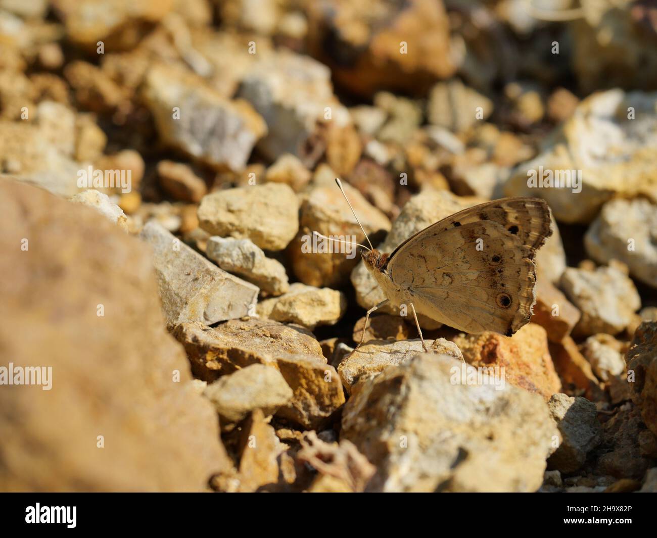 Blauer Stiefmütterchen-Schmetterling auf Stein mit natürlichem braunen Hintergrund, Insekt mit braunen Flügeln an Land in Thailand Stockfoto