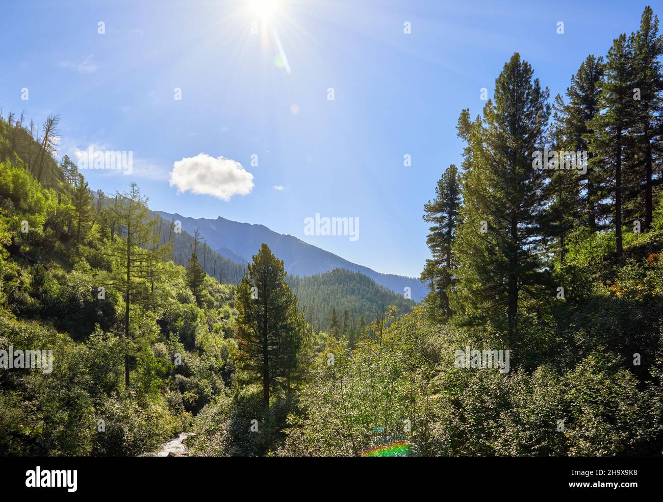 Highland Woodland an einem sonnigen Tag. Eastern Sayan. Sibirien. Russland Stockfoto