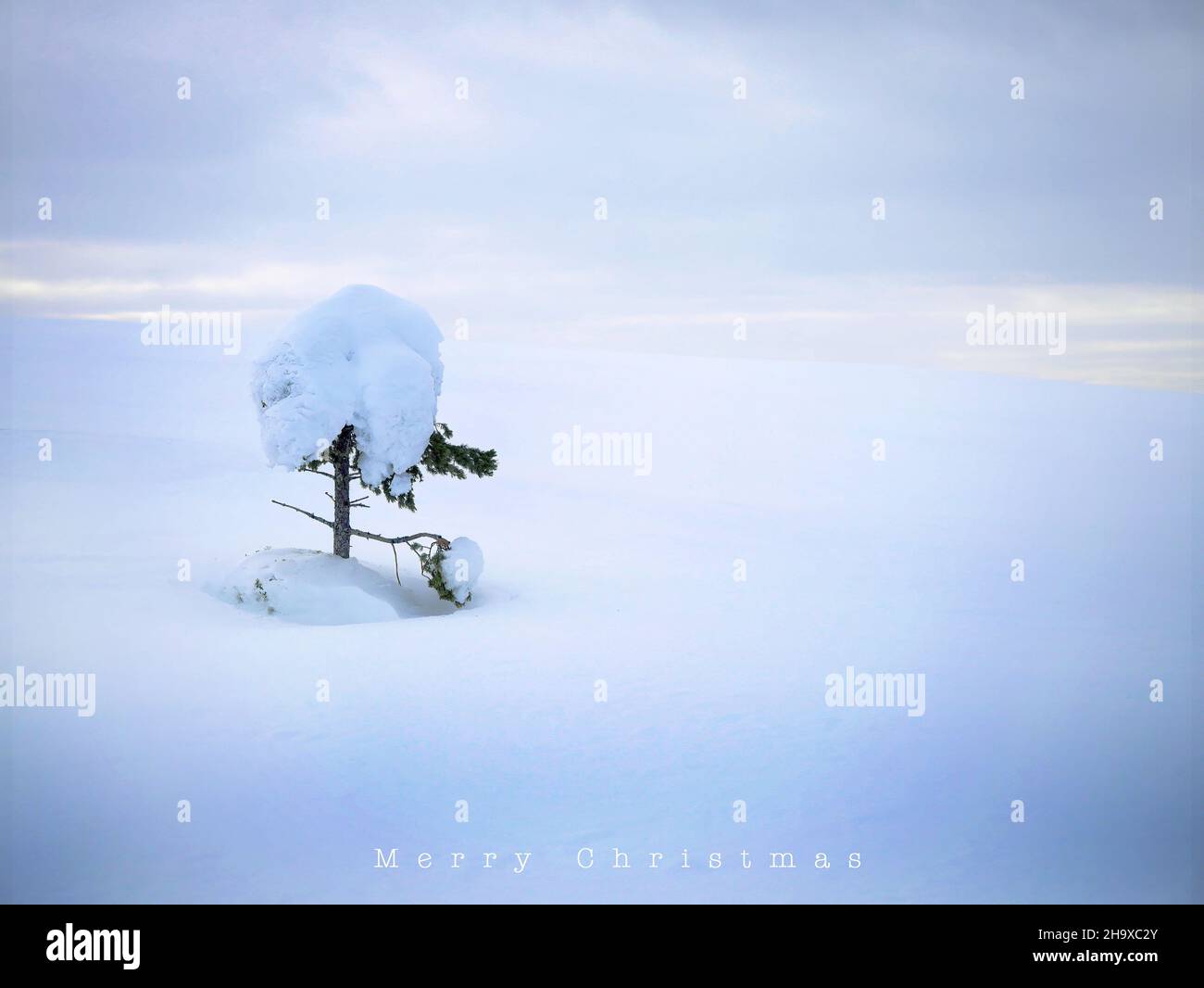 Landschaftsaufnahme von Kiefernbaum-Ilex-Nadelbaum-Laub unter dem weißen Schnee bedeckt die ganze fröhliche weihnachtsgrüße Stockfoto