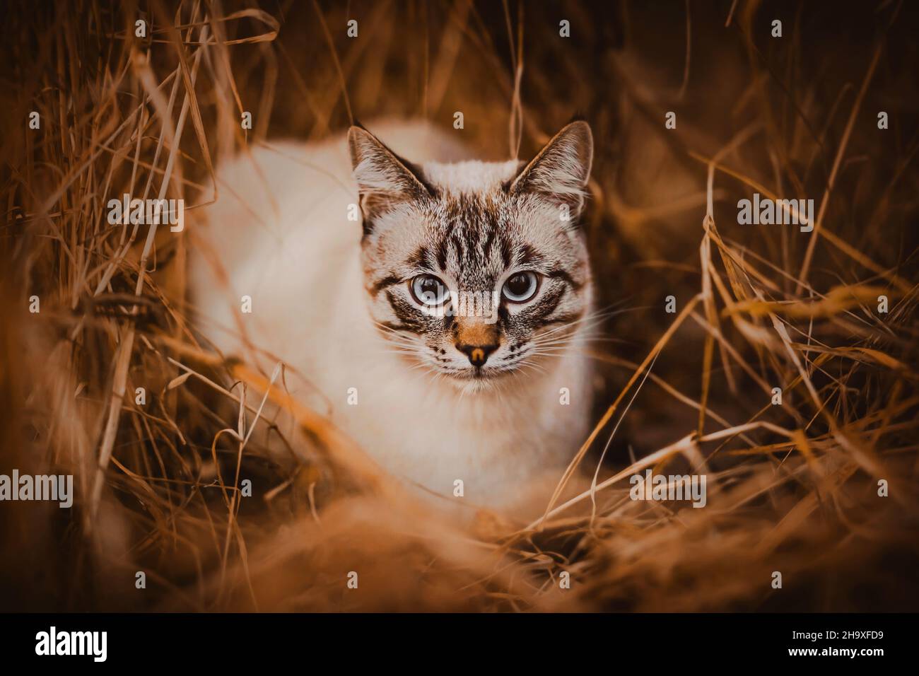 An einem hellen Herbsttag versteckte sich die süße Tabby-Katze unter den trockenen Ohren von Heu und Gras. Natur und ein Haustier. Katzenjagd vor dem Verstecken. Stockfoto