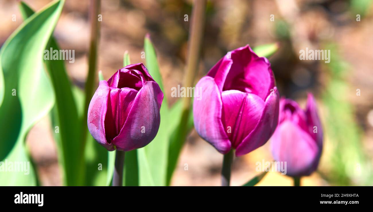Tulpen in der frühen Blüte Stockfoto