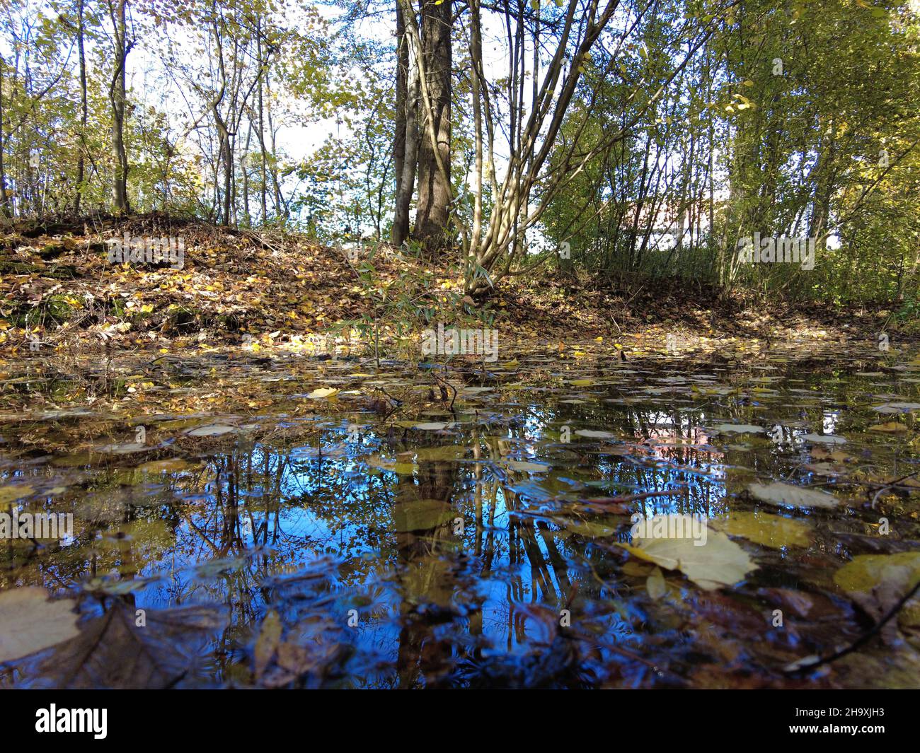 Biotop Naturschutzgebiet Wasser Fluss gelbe Blätter Herbstsaison Stockfoto