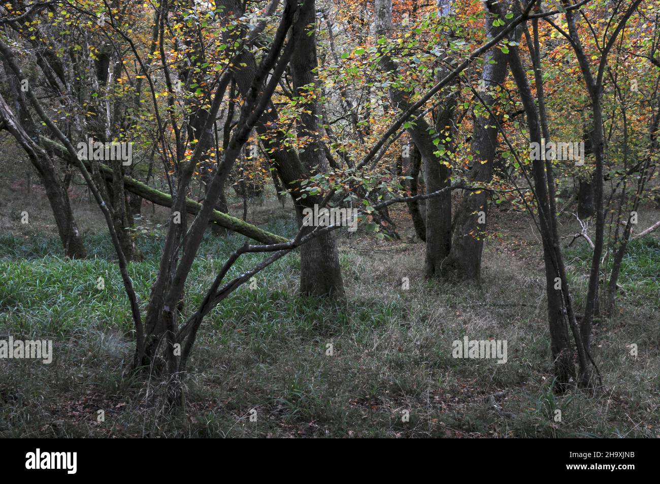 Acient Woodland bei Powerstock Common, Dorset, Großbritannien Stockfoto