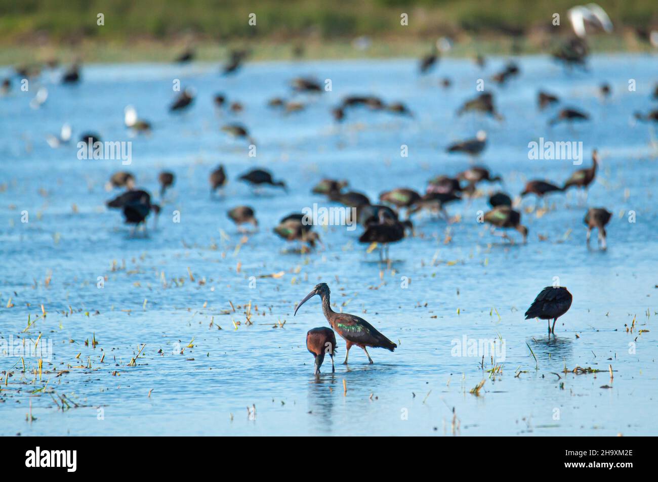 Eine Gruppe von glänzenden ibis Plegadis falcinellus bei einem Spaziergang in einem Sumpfgebiet Stockfoto Eine Gruppe von glänzenden ibis Plegadis falcinellus bei einem Spaziergang in einem Sumpfgebiet Stockfoto