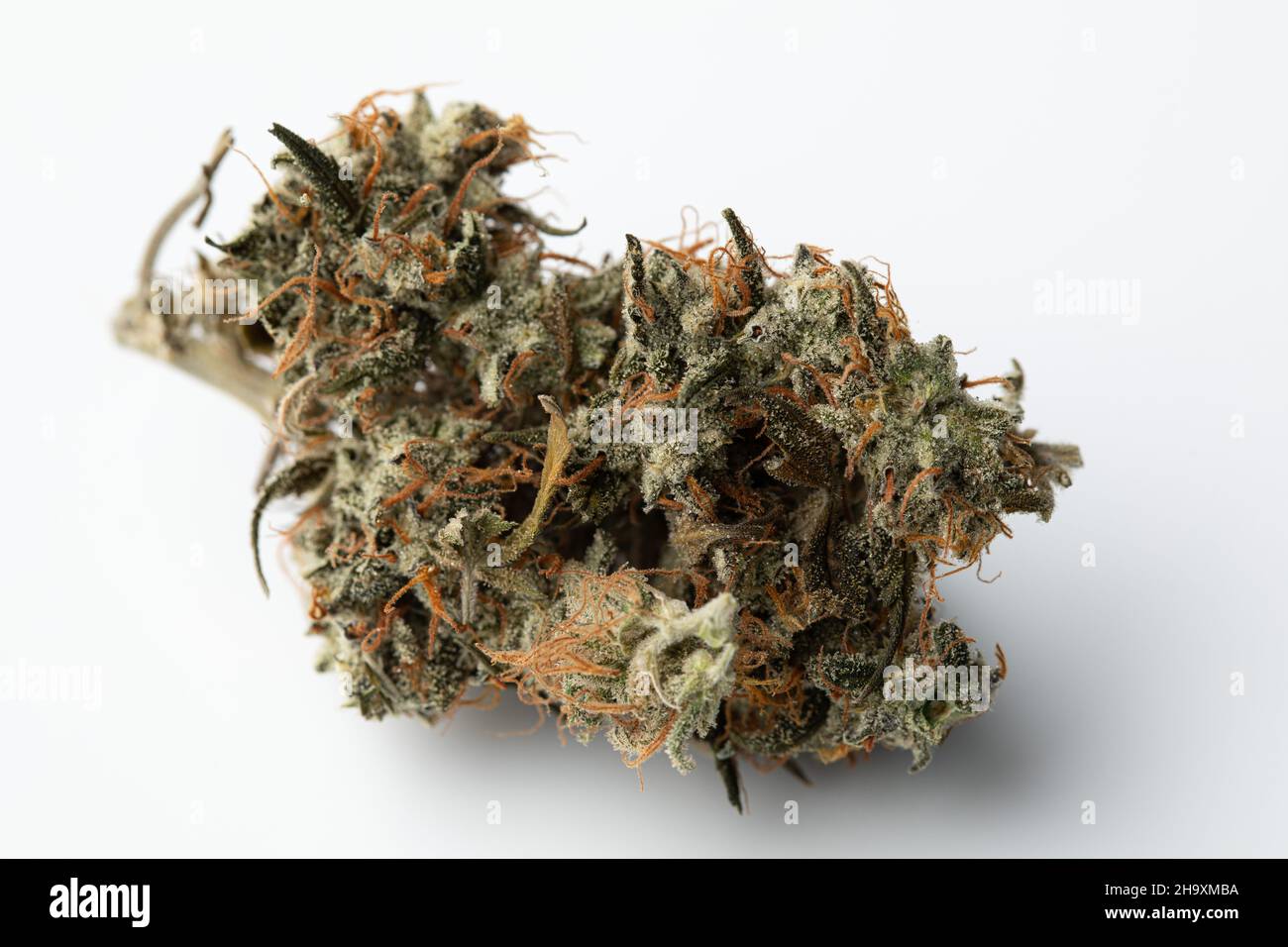 Nahaufnahme von Marihuana Medical Weed wachsende isolierte Knospen Stockfoto
