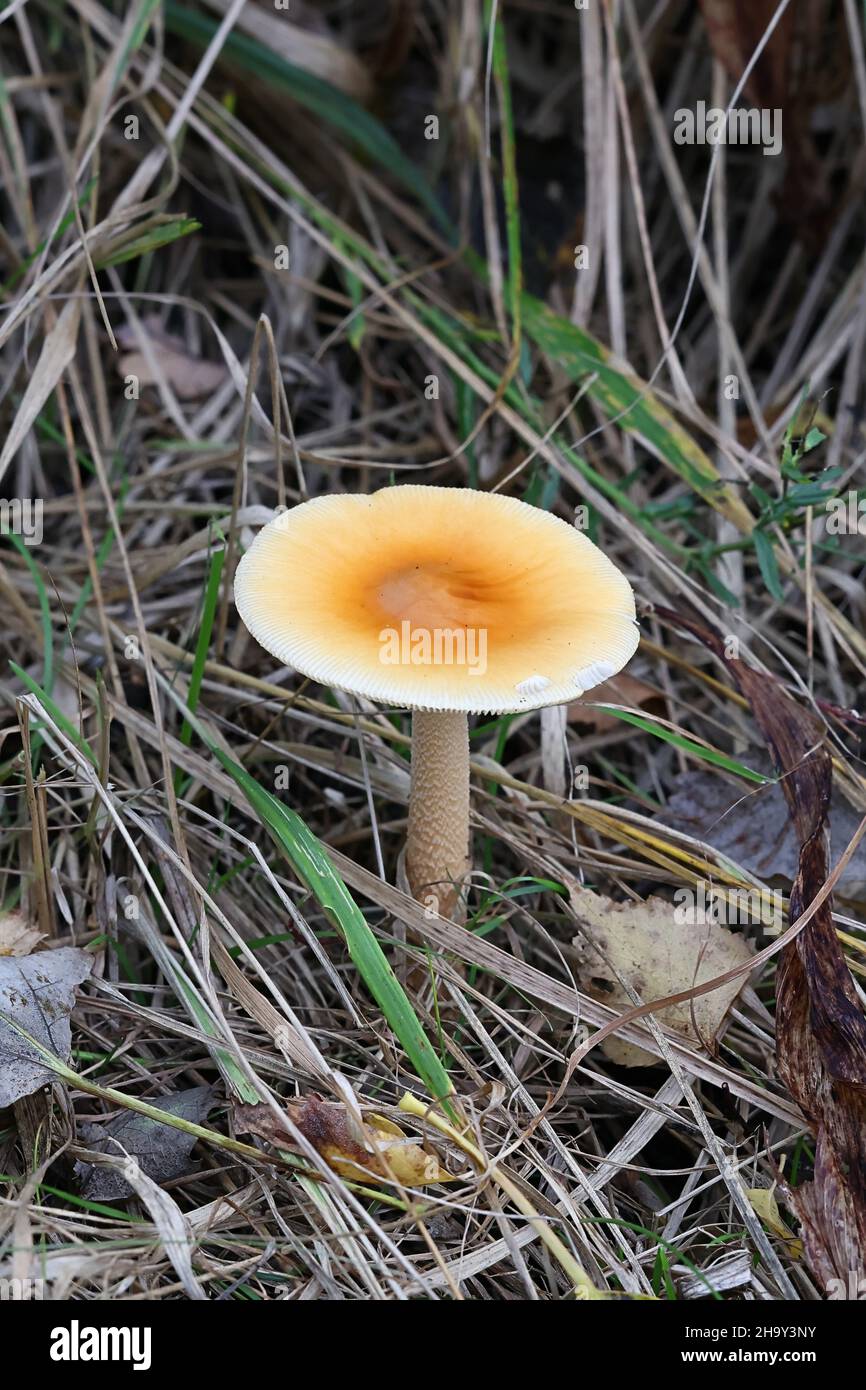 Amanita crocea, bekannt als Orange Grisette oder Safran ringless amanita, wilde Pilze aus Finnland Stockfoto