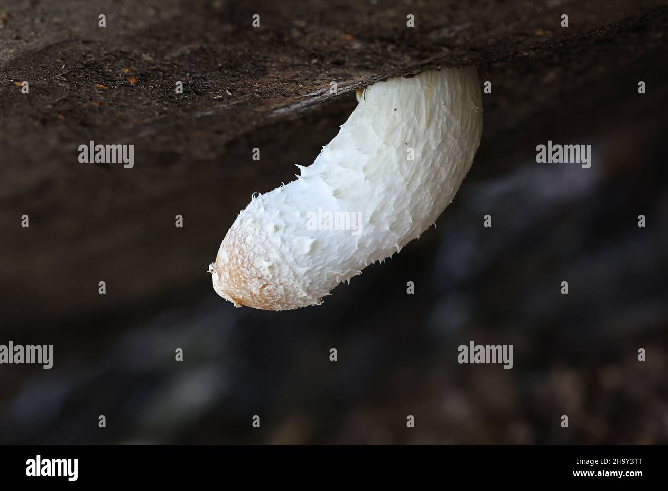 Hemipholiota popnea, auch bekannt als Pholiota popnea, ein Scalycap-Pilz aus Finnland ohne gemeinsamen englischen Namen Stockfoto