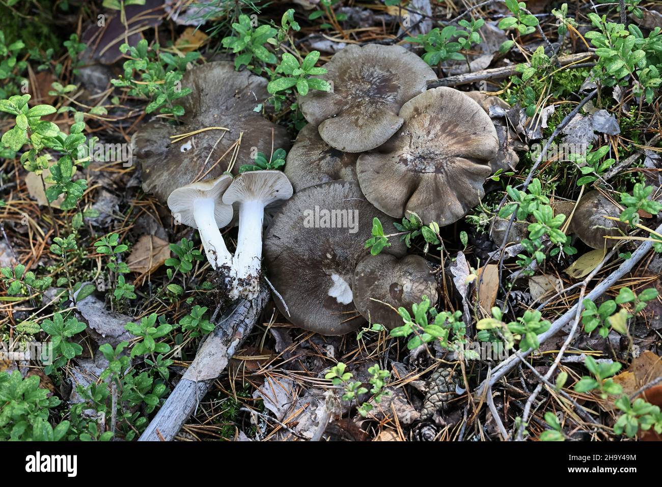 Lyophyllum shimeji, bekannt als Hon-Shimeji, wilder Speisepilz aus Finnland Stockfoto