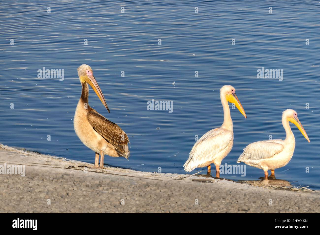 Große weiße Pelikane, die während der Migration in Israel anhalten. Stockfoto