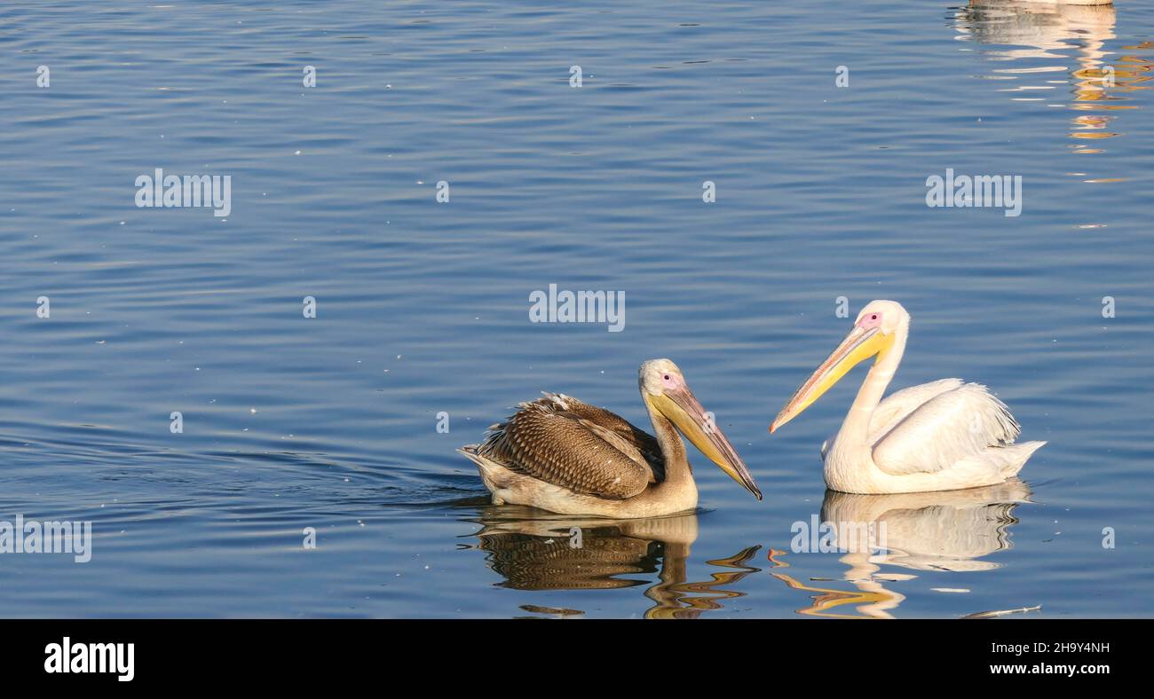 Große weiße Pelikane, die während der Migration in Israel anhalten. Stockfoto