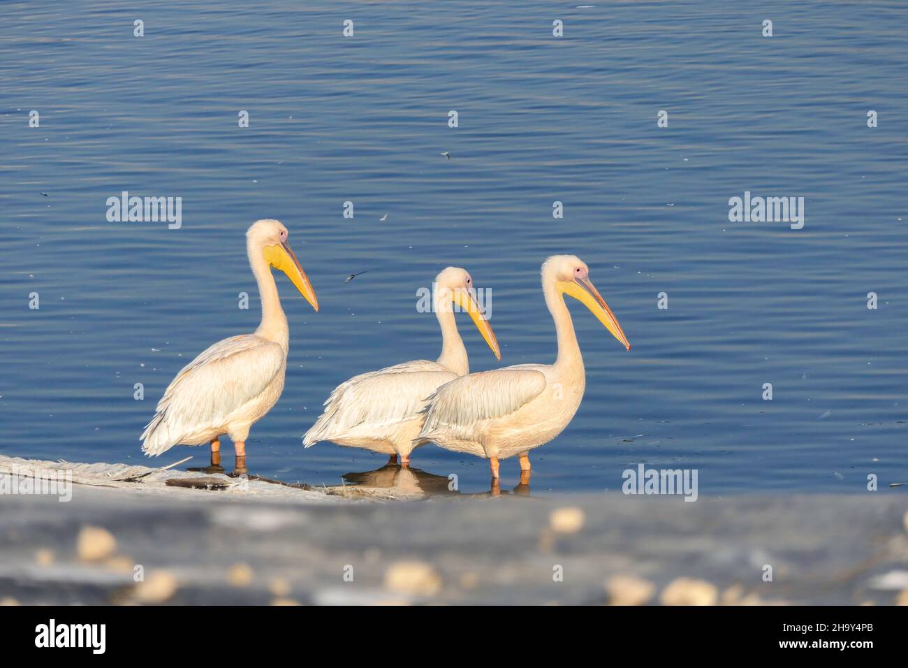 Große weiße Pelikane, die während der Migration in Israel anhalten. Stockfoto