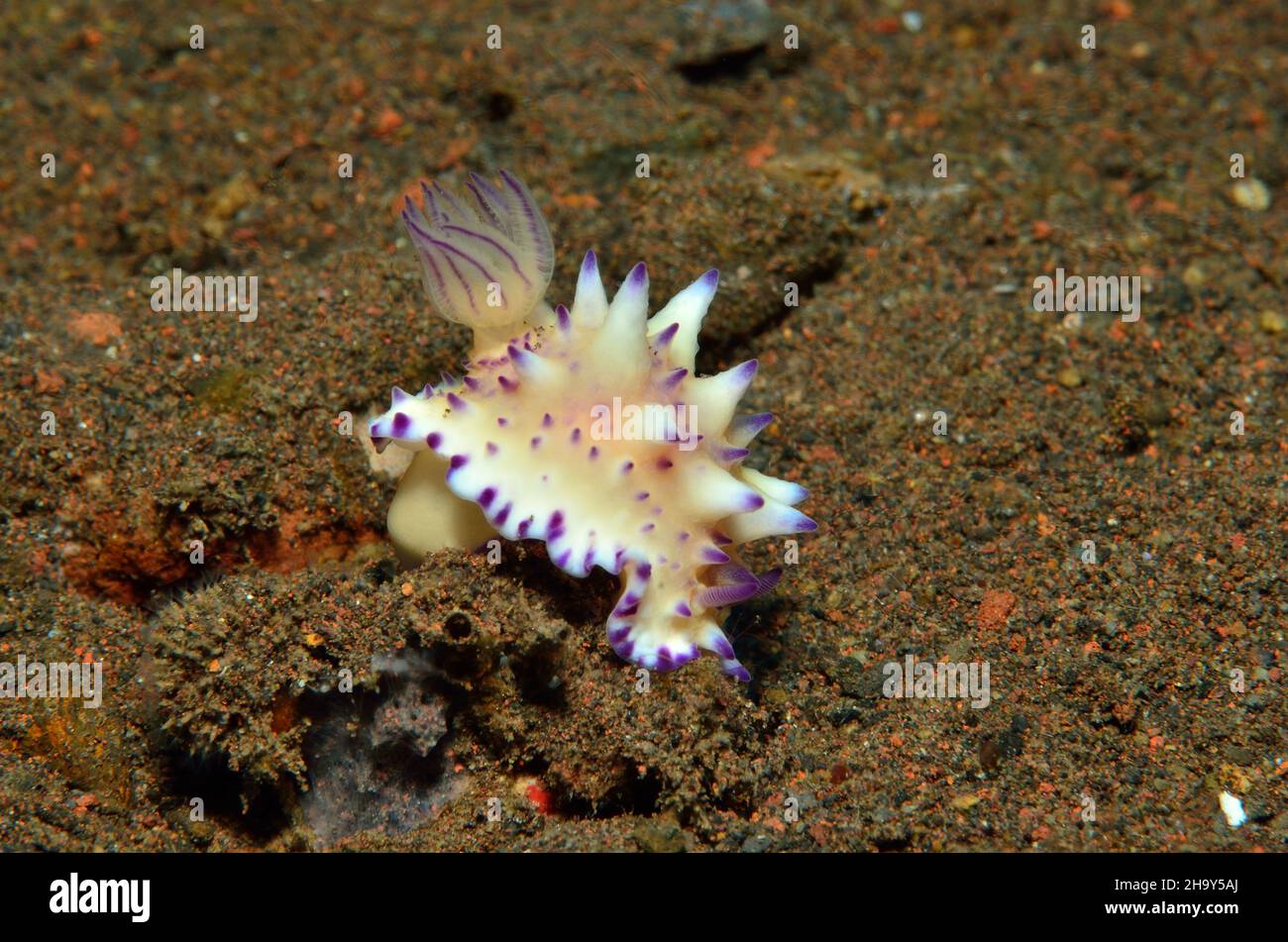 Dornen-Sternschnecke, Mexichromis multituberculata, Nacktschnecke Stockfoto