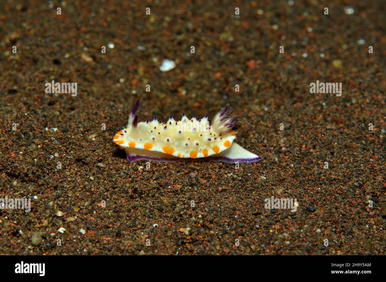 Dornen-Sternschnecke, Mexichromis multituberculata, Nacktschnecke Stockfoto