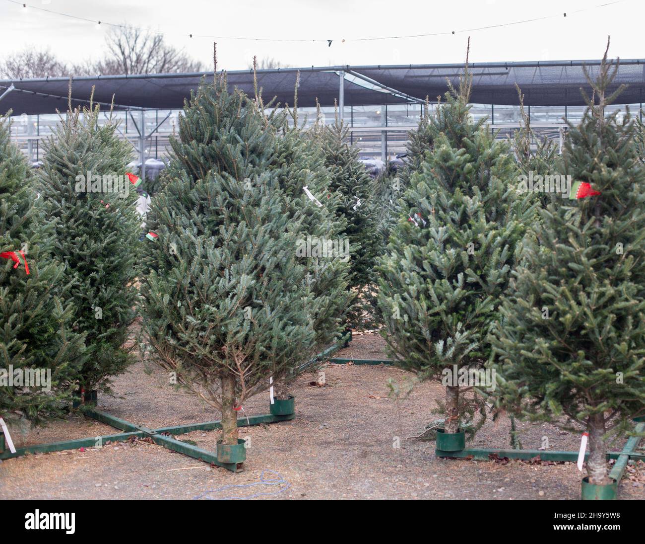 Weihnachtsbäume zum Verkauf in einer Gärtnerei Stockfoto