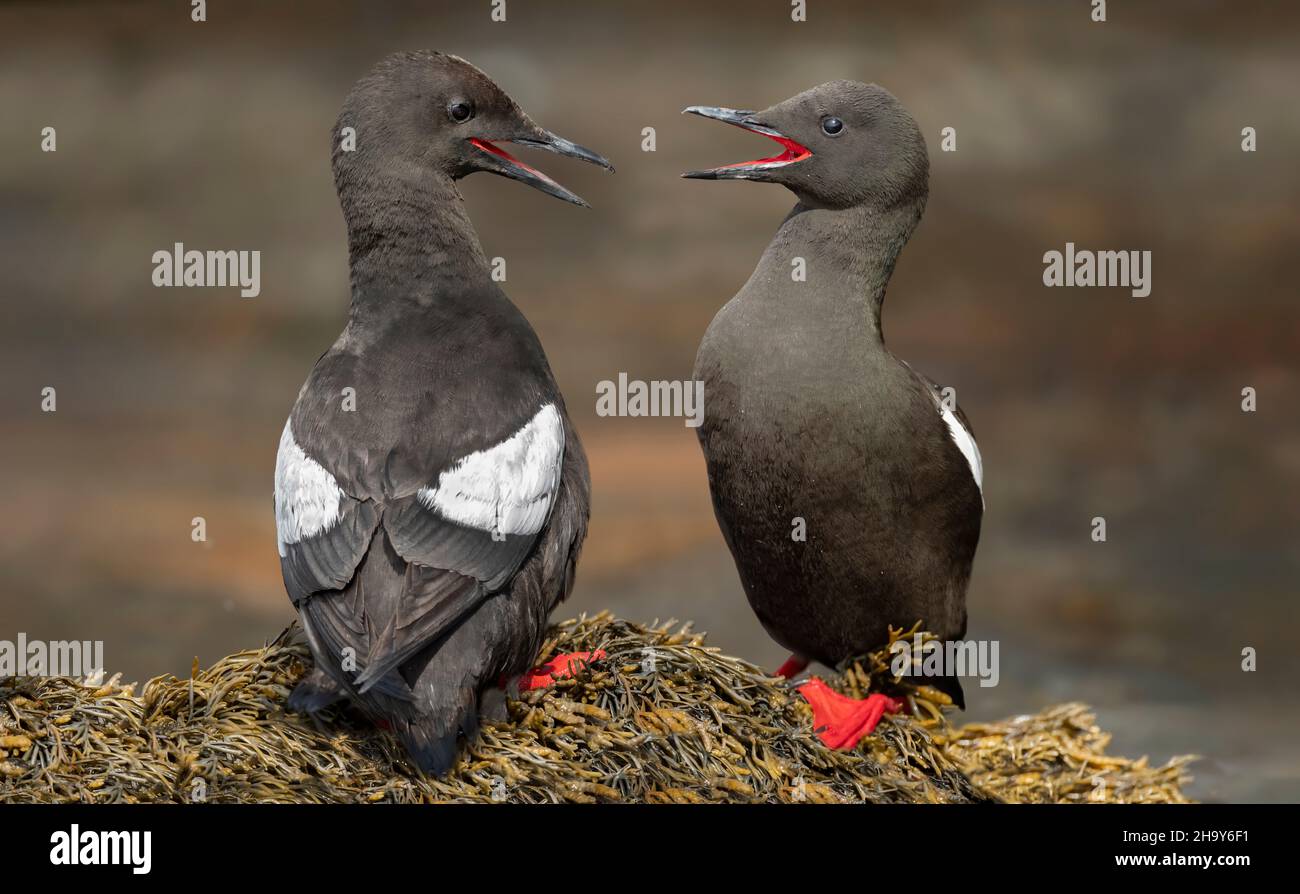 Schwarze Guillemotte, Paarungspaar auf einem mit Algen bedeckten Felsen, Nahaufnahme, Squawking in Schottland, großbritannien, im Sommer Stockfoto