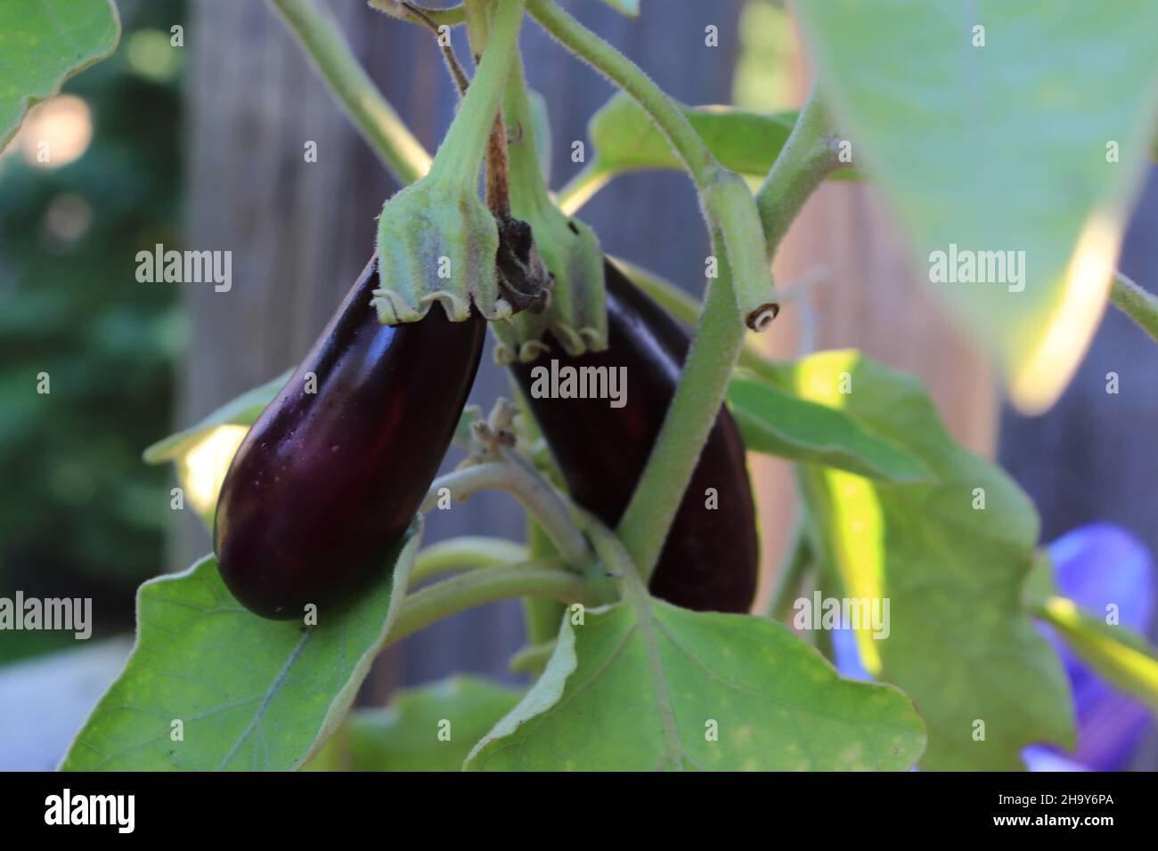 Violette Bio-Brinjal-/Eierpflanze, die in einem Topf-/Gemüse-/Balkongarten wächst Stockfoto