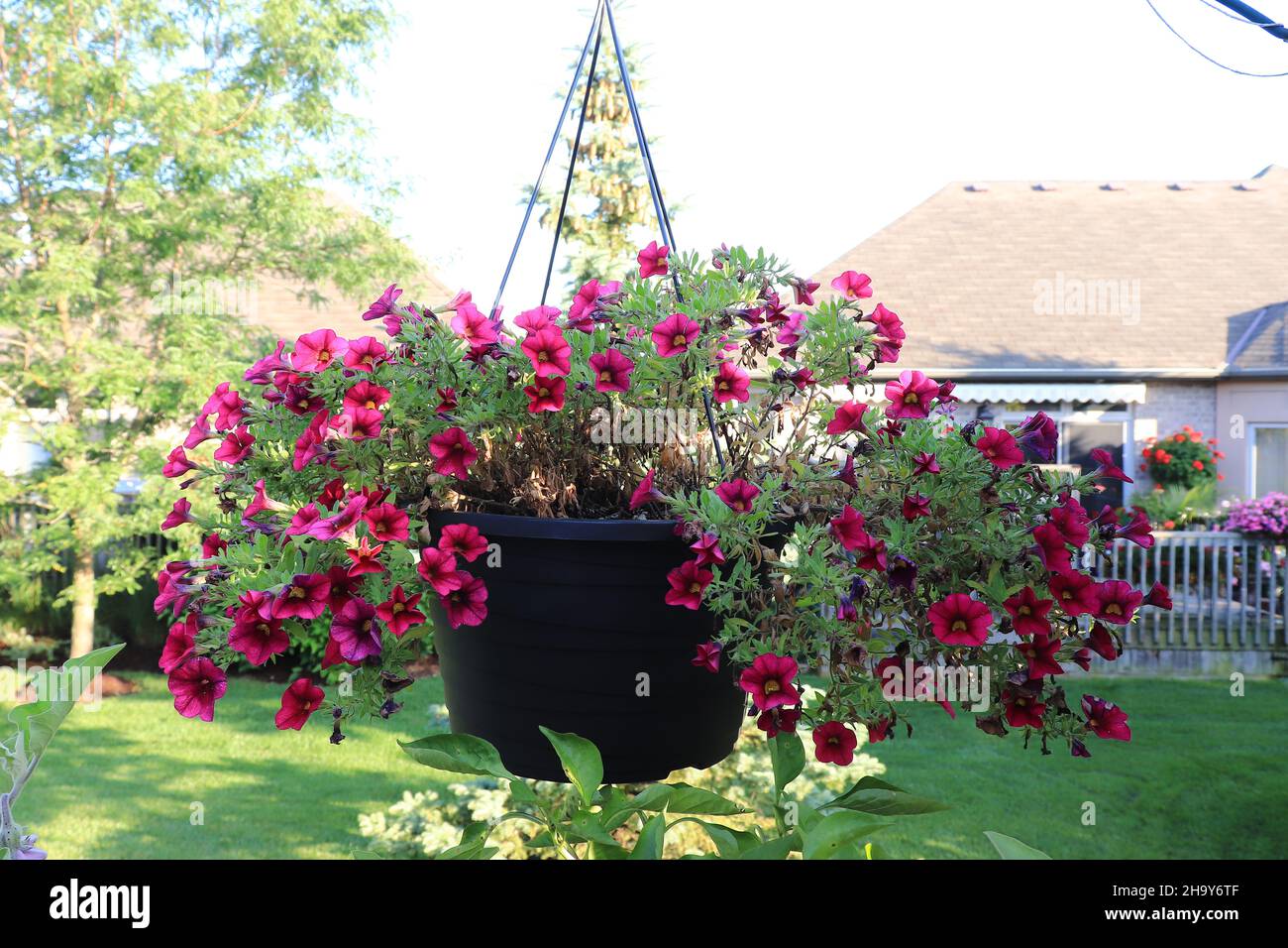 Millionen Glocken/Calibrachoa in einem hängenden Blumentopf/Kanada Stockfoto