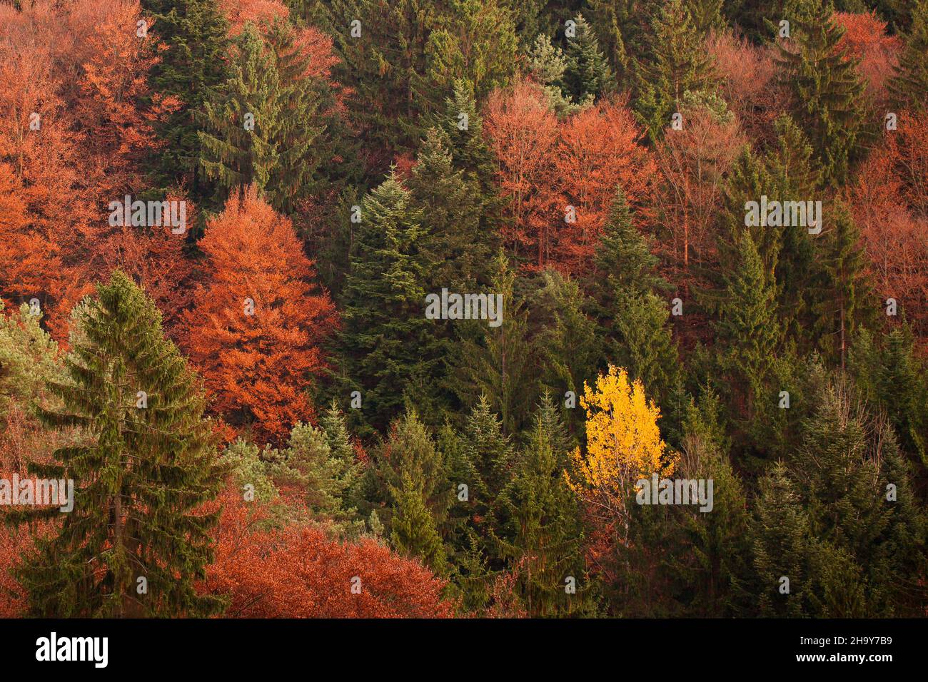 Bunt, Herbst, viele Bäume, Wald, Landschaft, Grün, Birke, dicht, flach, einfach, Laubbaum, Steiermark, Natur, Baum, Laubbäume, Europa, it Stockfoto