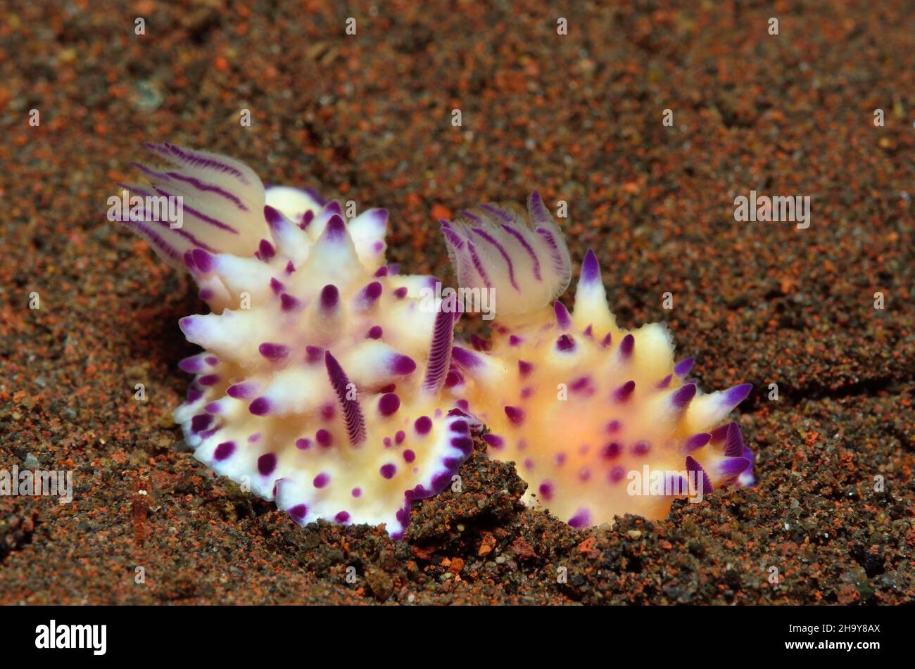 Dornen-Sternschnecke, Mexichromis multituberculata, Nacktschnecke Stockfoto