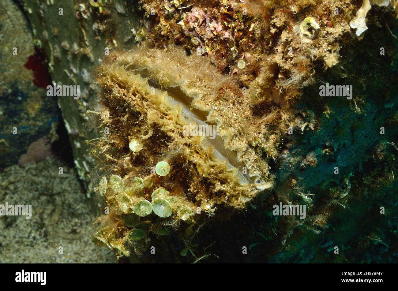 Ostrea edulis, Europäische Auster, Europäische Flachauster, Weichtier des Jahres 2013 Stockfoto