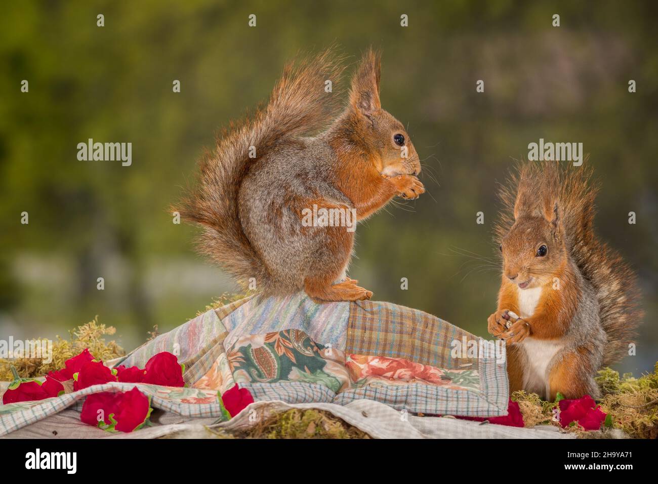 Rotes Eichhörnchen, das auf einem Tuch steht, und ein anderes Eichhörnchen, das daneben steht und Rosen um es herum hat Stockfoto