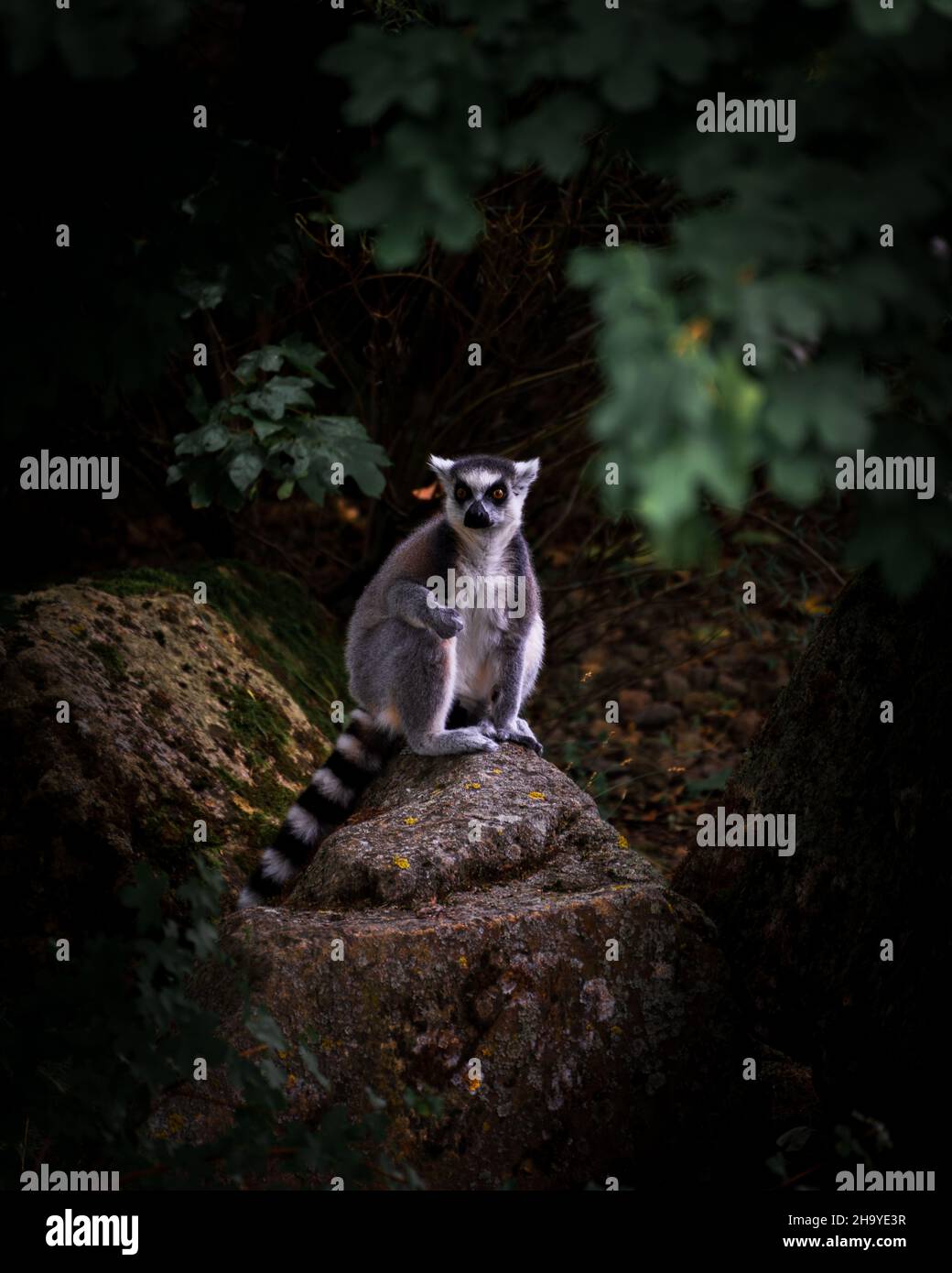 Vertikale Aufnahme von Ringschwanz-Lemur im Wald Stockfoto